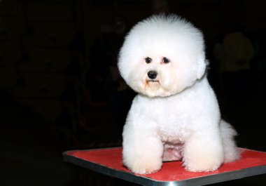 Bichon koltuk.