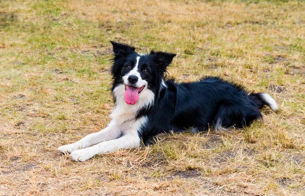 Fronteira Collie sorri . — Fotografia de Stock