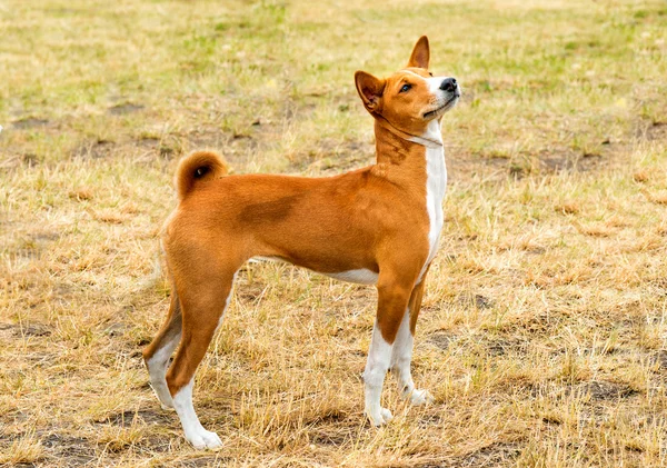 Basenji väntar. — Stockfoto