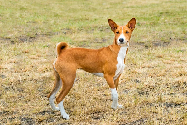 Basenji sieht aus. — Stockfoto