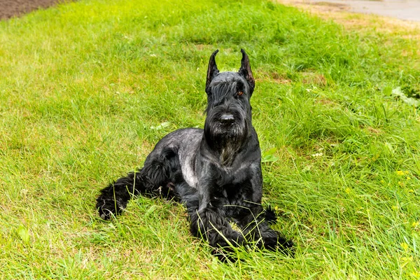 Giant schnauzer lies. — Stock Photo, Image