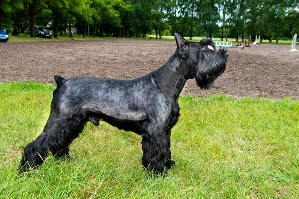 Riesenschnauzer profil. — Stockfoto