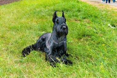 Dev schnauzer düz.