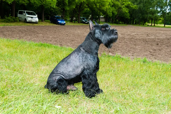 Giant schnauzer seats. — Stock Photo, Image