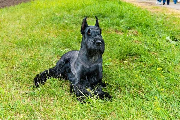 Riesenschnauzer gerade. — Stockfoto