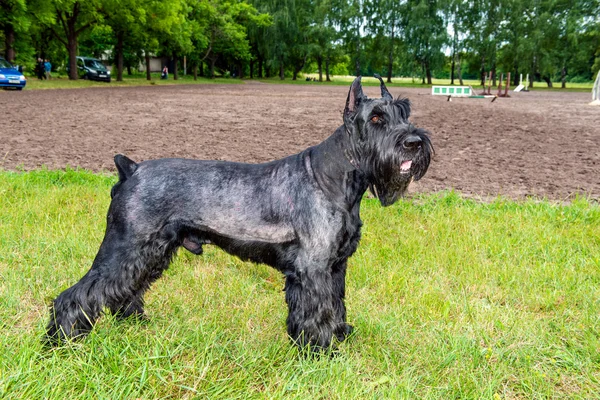 Giant schnauzer στέκεται. — Φωτογραφία Αρχείου