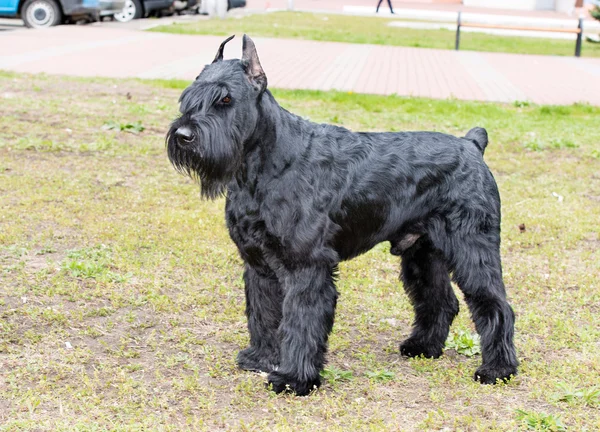 Giant schnauzer waits. — Stock Photo, Image