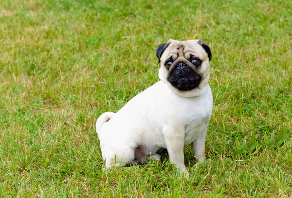 Çimenlerin üzerinde pug.