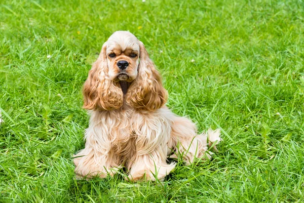 Inglés Cocker Spaniel seats . — Foto de Stock