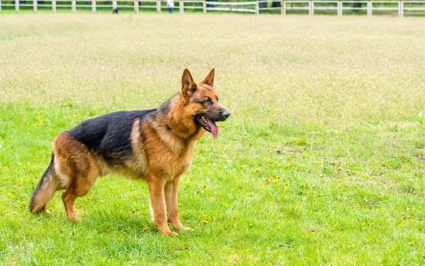 准备好的德国牧羊犬. — 图库照片