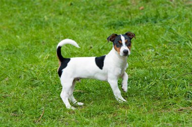 Jack Russell Terrier standları.