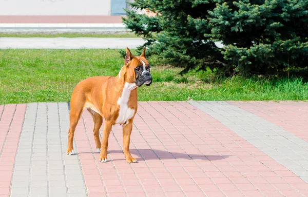 Boxer dog waits. — Stock Photo, Image