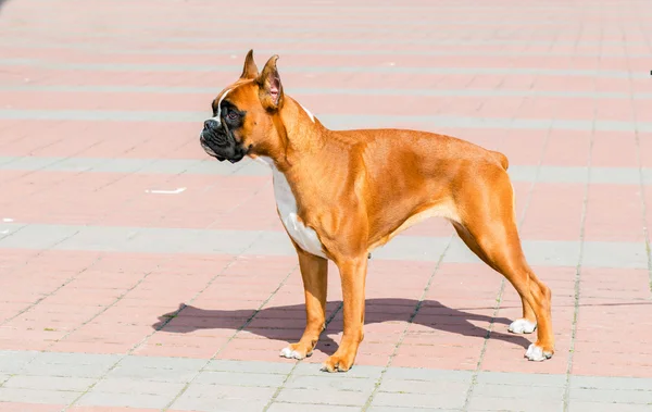 Boxer Köpek standları.