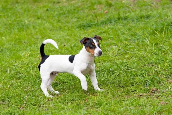 Jack Russell Terrier plays. — Stock Photo, Image