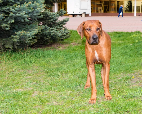 Rhodesian Ridgeback sta . — Foto Stock