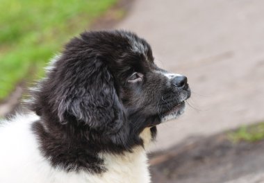 Karakachan köpek yavrusu portre.