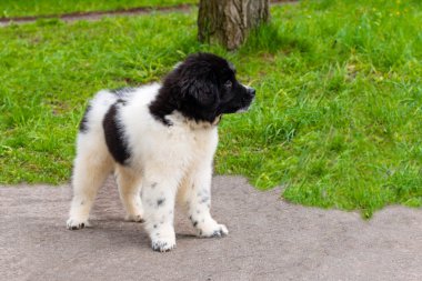 Karakachan köpek yavrusu