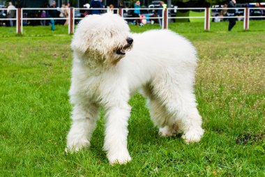 Güney Rus çoban köpeği parkta..