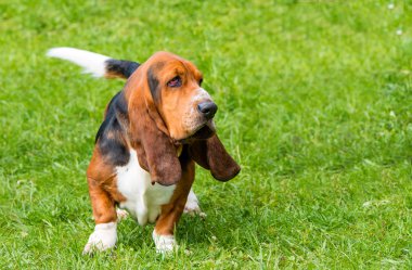 Basset Hound profil çimenlerin üzerinde.