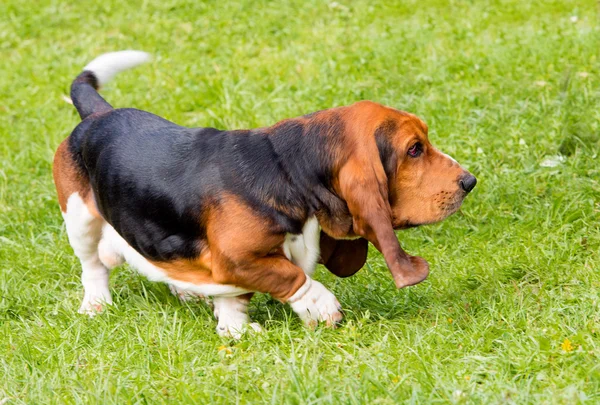 Basset Hound profil na trawie. — Zdjęcie stockowe