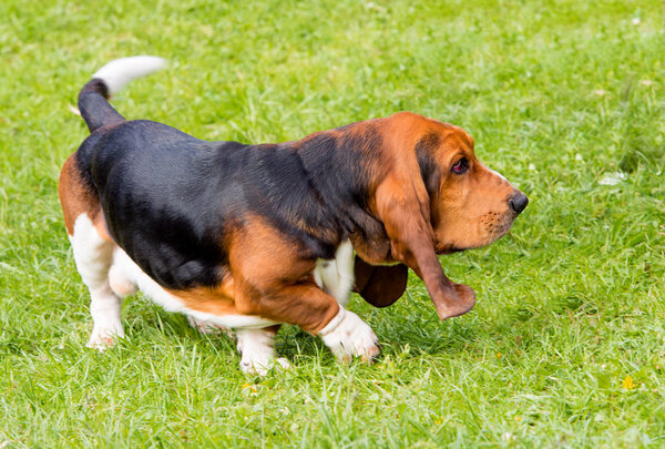 Basset Hound profile on the grass.