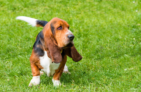 Basset Hound profile on the grass.