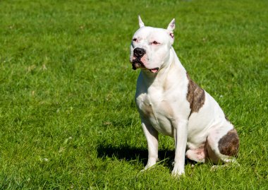 Amerikan Staffordshire Terrier koltuk.