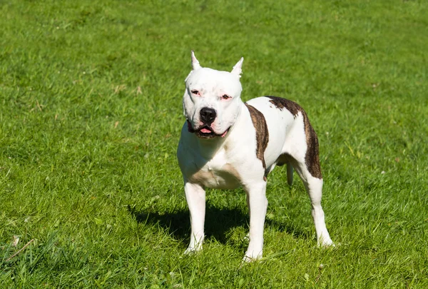 American Staffordshire Terrier wygląda. — Zdjęcie stockowe