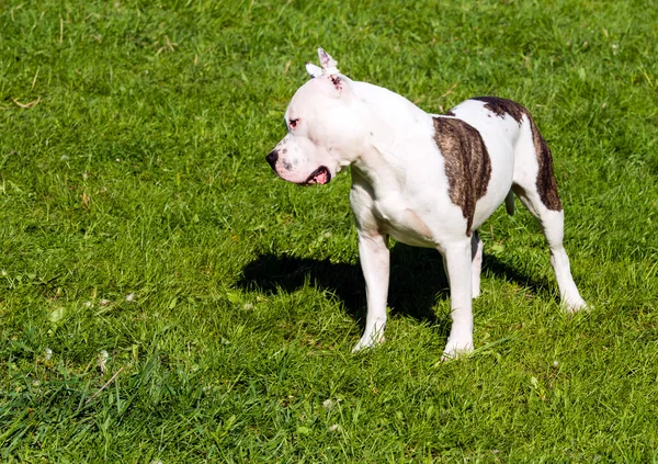 The American Staffordshire Terrier plays.