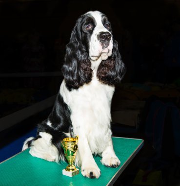 İngiliz Cocker Spaniel gösteri.