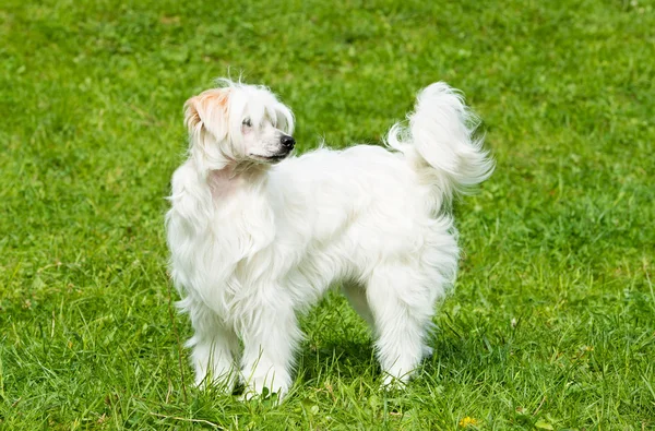 Powderpuff Chinese Crested staat. — Stockfoto