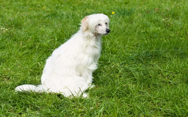 Powderpuff Chinese Crested zetels. — Stockfoto