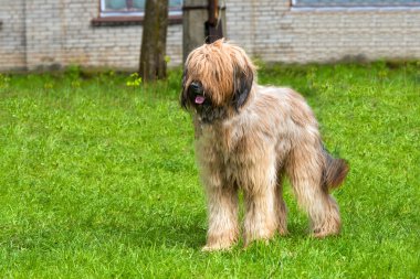 Briard stands. clipart