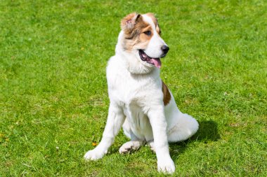 Orta Asya çoban köpeği köpek yavrusu görünüyor.