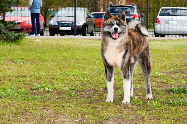 American Akita está de pie . —  Fotos de Stock