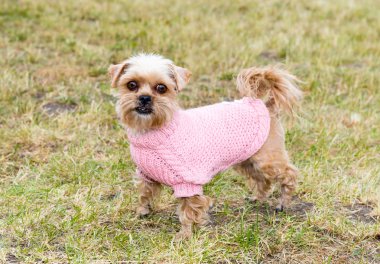 Brussels Griffon görünüyor.