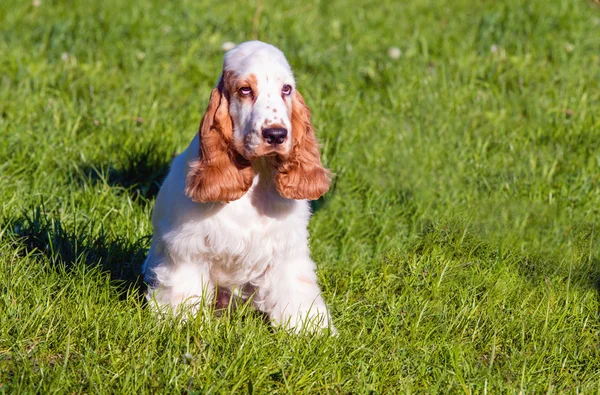 English Cocker Spaniel zetels. — Stockfoto