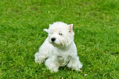 Batı dağlık beyaz korkunç standları.