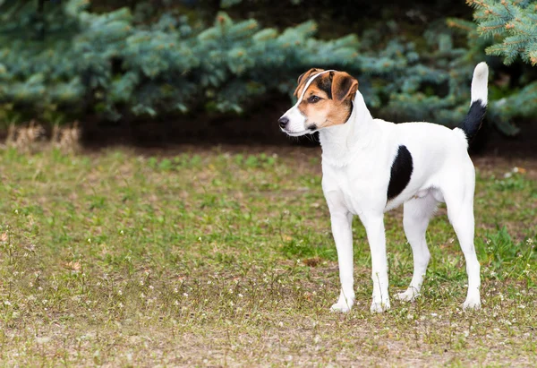 Smooth Fox Terrier stand . — Foto Stock