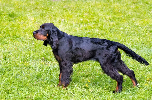 Gordon Setter stojany. — Stock fotografie