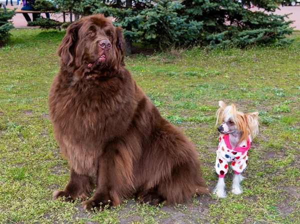 Tibetansk Mastiff och Chinese crested dog — Stockfoto