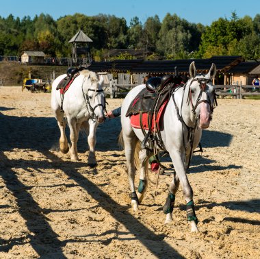 İki beyaz at yarış önce.