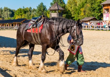 Kestane at yarış önce.