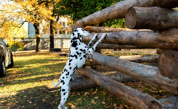 Dalmatiner ist interessant. — Stockfoto