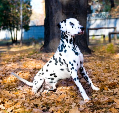 Dalmaçyalı gurur duyar