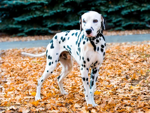 Dalmacia en otoño . Imagen De Stock