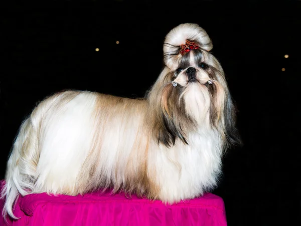 Shih Tzu com coroa . — Fotografia de Stock