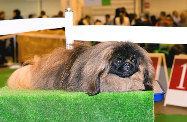 Pekingese ligt op show. — Stockfoto