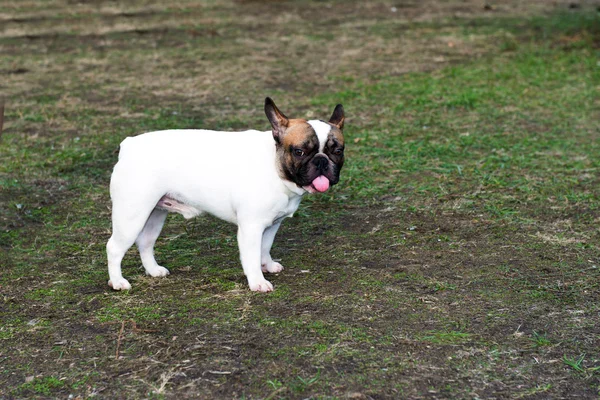 French Bulldog with tongue. — Stock Photo, Image