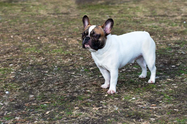 Buldog francuski wygląda. — Zdjęcie stockowe